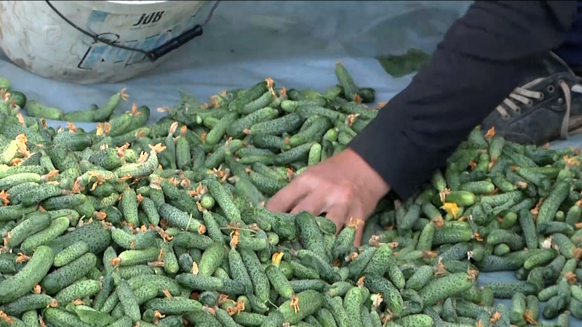 Zbog čega je za 40 posto smanjena proizvodnja krastavaca kornišona u FBiH?